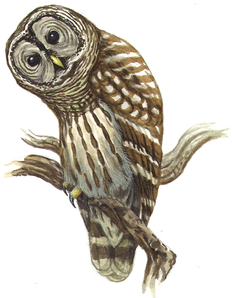 MD-Barred-Owl