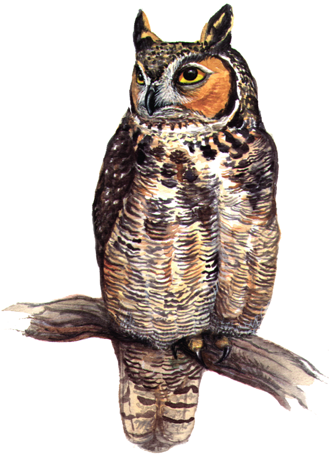 MD-Great-Horned-Owl